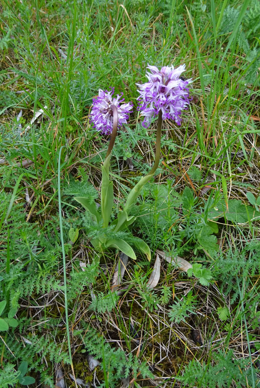 Orchis simia